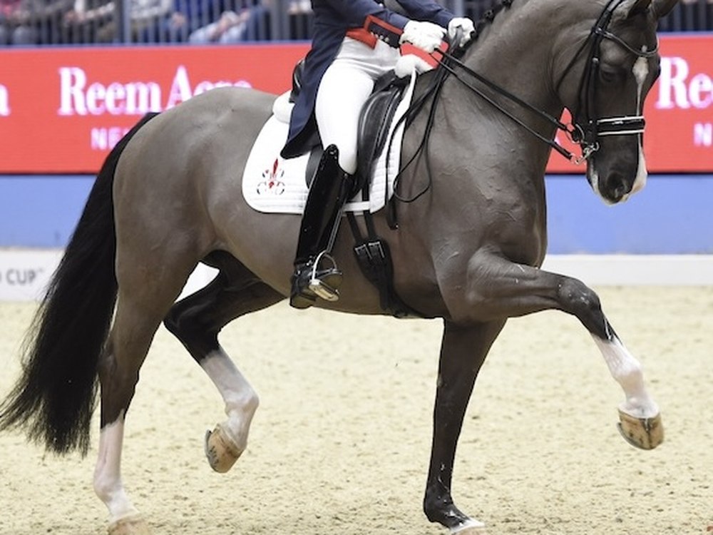 Dressage